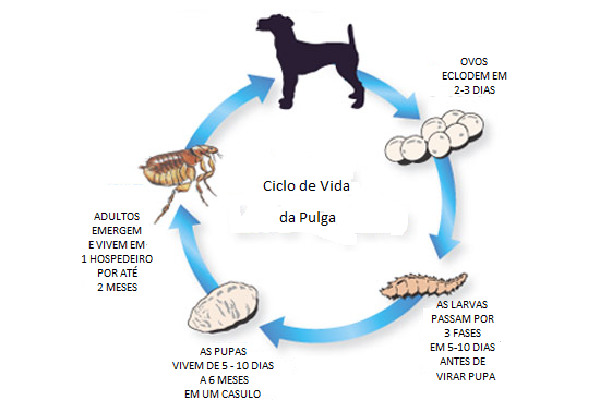 flea life cycle flea life cycle